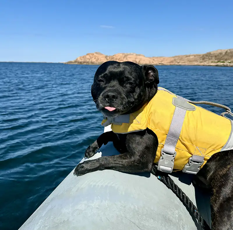 Bild på hunden Max i gul flytväst ombord på båten